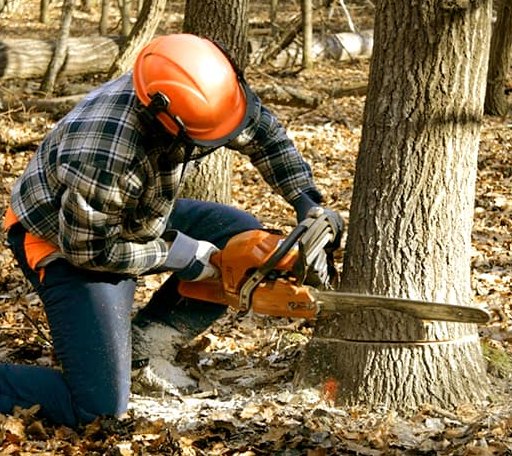 Tree Removal in Topmost, KY